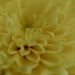 Yellow Mum by carole_sandford