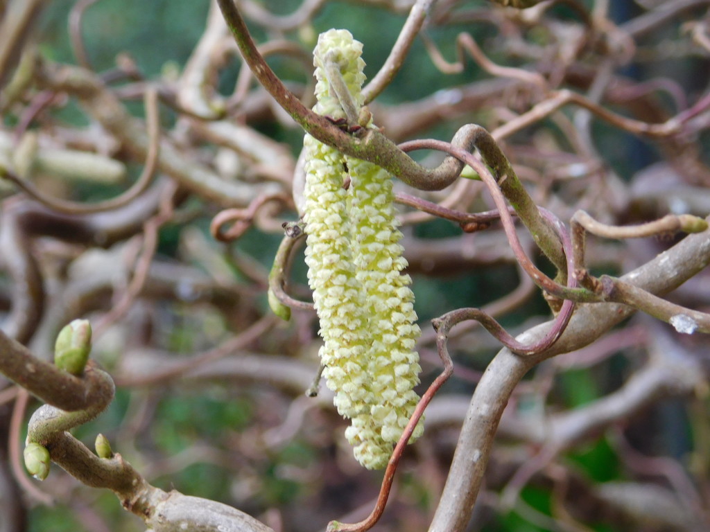 I do love Catkins! by 365anne