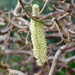 I do love Catkins! by 365anne