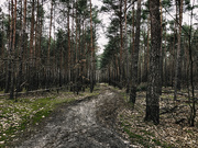 3rd Mar 2021 - Forest
