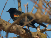 3rd Mar 2021 - red-winged blackbird