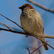 3rd Mar 2021 - male house sparrow