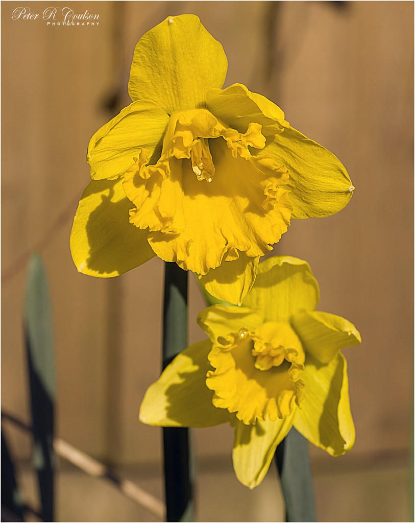 Daffodils  by pcoulson