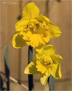 3rd Mar 2021 - Daffodils 