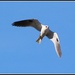 White-Tailed Kite by markandlinda
