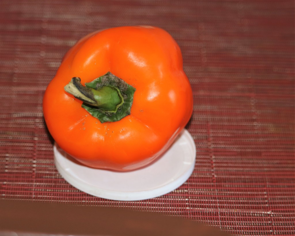 March 2: Orange Pepper by daisymiller