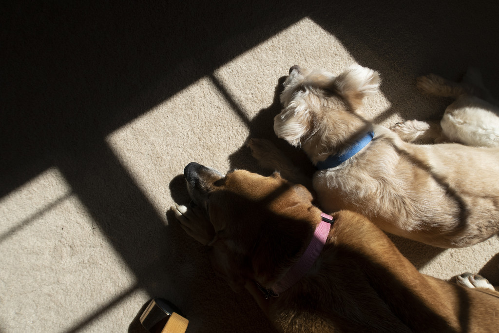 Solar Dog Speed Bumps by timerskine
