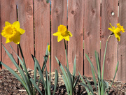 2nd Mar 2021 - Daffodils in the yard