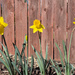 Daffodils in the yard by thedarkroom
