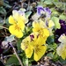 Pansies by calm