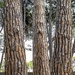 Pine Trees  by ludwigsdiana