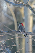 19th Feb 2021 - Red-Bellied Woodpecker