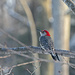 Red-Bellied Woodpecker by lstasel