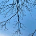 These winter branches will soon be leafing out. by congaree