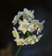 26th Feb 2021 - Daffodils