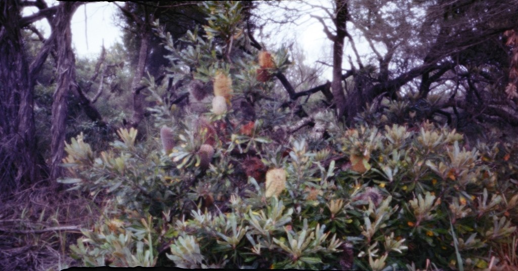 Banksia brush by peterdegraaff