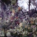 Banksia brush by peterdegraaff