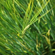 4th Mar 2021 - ears of wheat