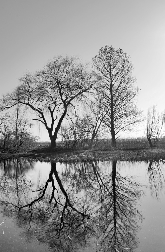 Black and white trees by iiwi