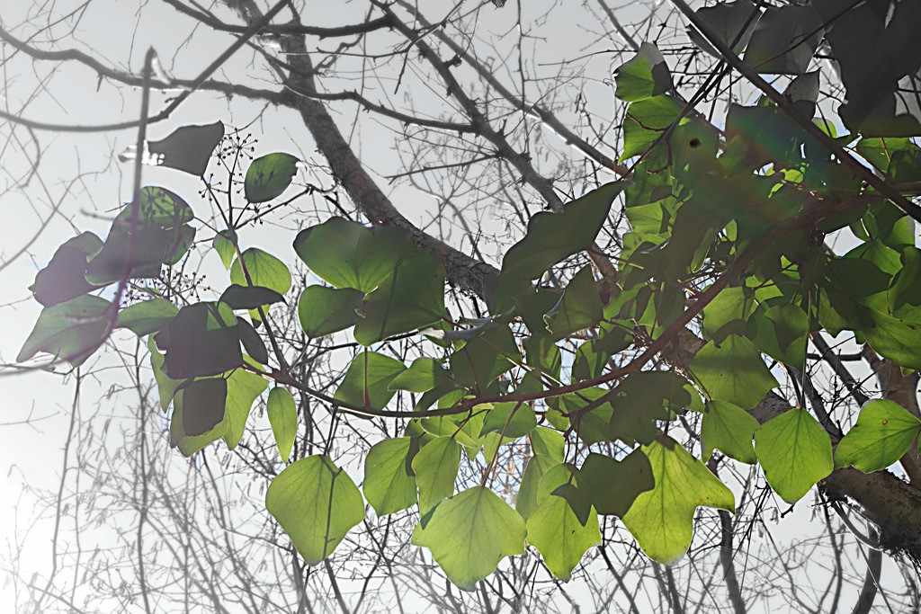 Backlit Leaves by 30pics4jackiesdiamond