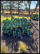 4th Mar 2021 - Prickly pear cactus without the “prickles”