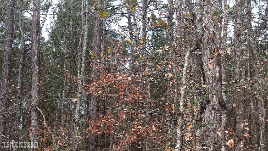 Black jack oak leaves still hanging on... by marlboromaam