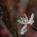 Cherry Blossom by lucycameron