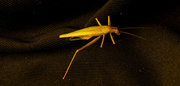 3rd Mar 2021 - Identify the Insect