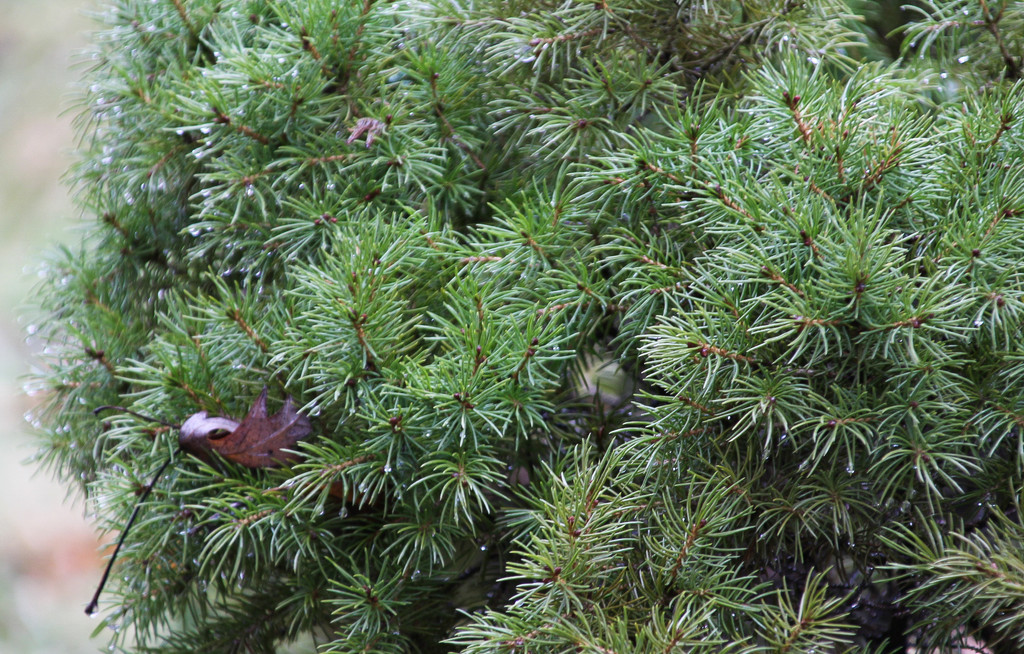 Green Alberta Spruce by mittens
