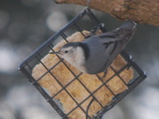 4th Mar 2021 - white breasted nuthatch