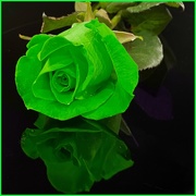 4th Mar 2021 - Green rose