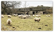 5th Mar 2021 - Sheep @ Atcham 