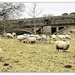 Sheep @ Atcham  by beryl