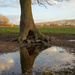 The tree and its reflection by leonbuys83