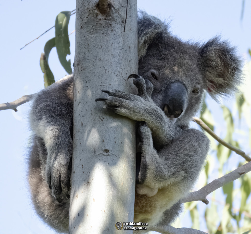 still holding on by koalagardens