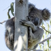 still holding on by koalagardens