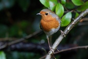 1st Mar 2021 - HERE'S ANOTHER ROBIN