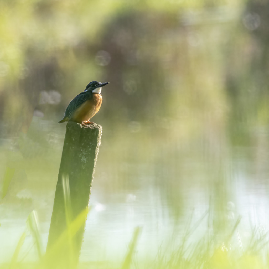 Kingfisher on a post by shepherdmanswife