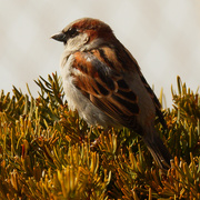 4th Mar 2021 - male house sparrow 