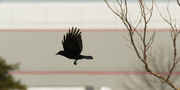 4th Mar 2021 - American crow in flight