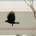American crow in flight by rminer