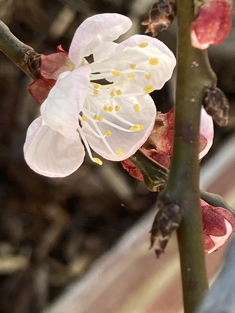 Peach Blossom by cataylor41
