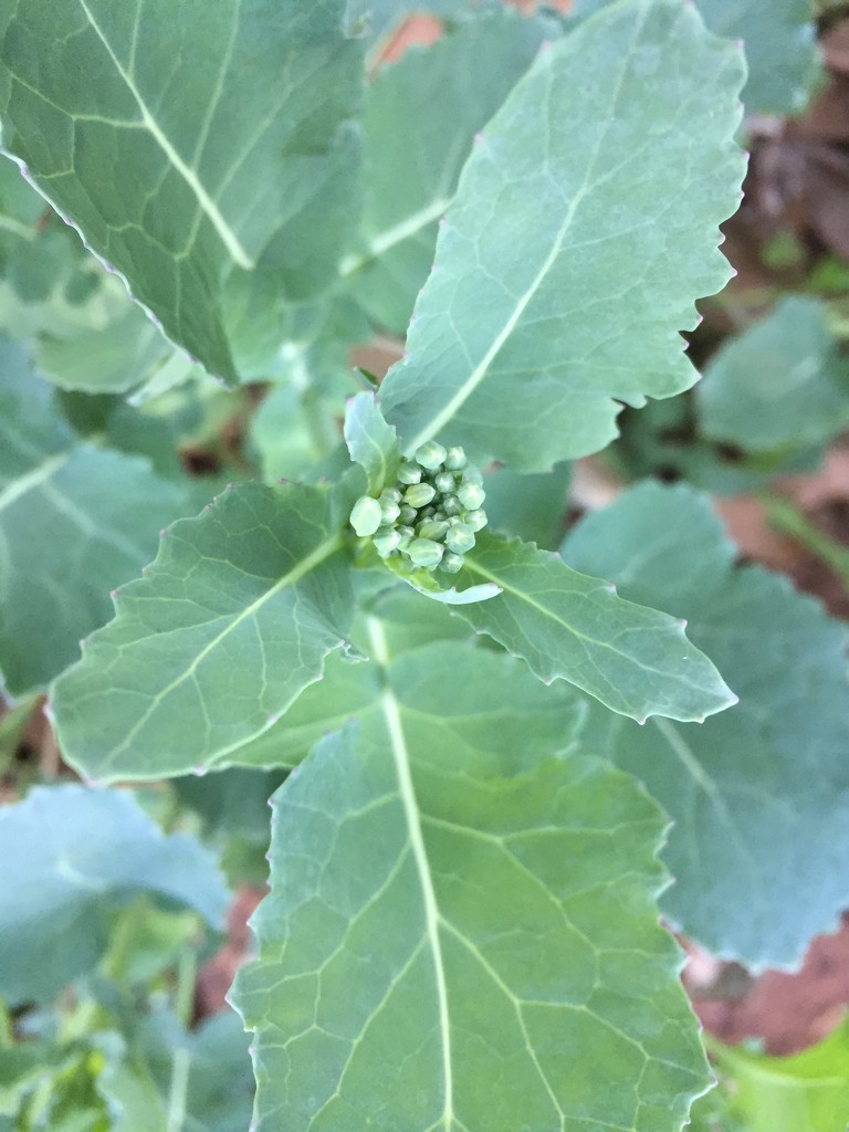 Broccoli wannabe by margonaut