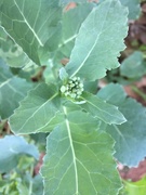 3rd Mar 2021 - Broccoli wannabe