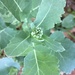 Broccoli wannabe by margonaut