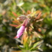 Phlox Flower Blooming by sfeldphotos