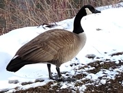 4th Mar 2021 - Canada Goose