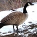 Canada Goose by bruni