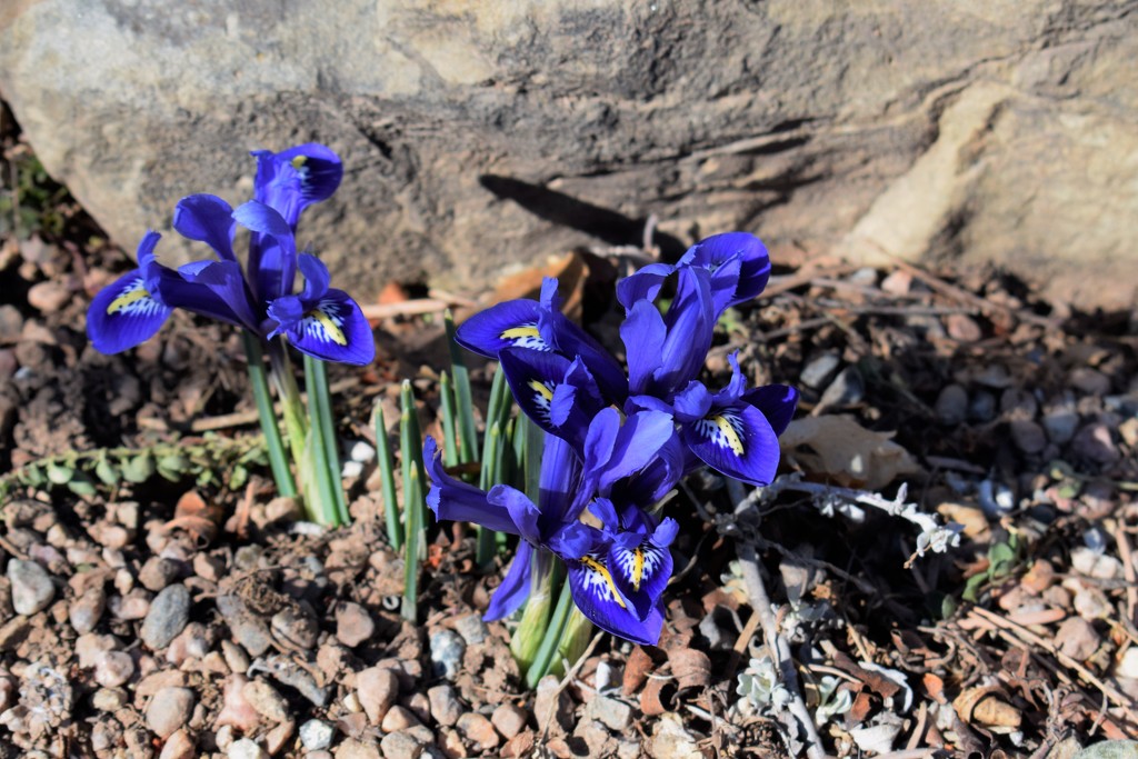Spring Iris by sandlily