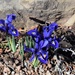 Spring Iris by sandlily